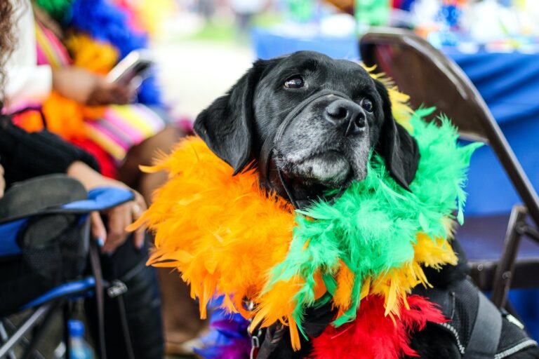 Carnaval 2022: ainda não está autorizado